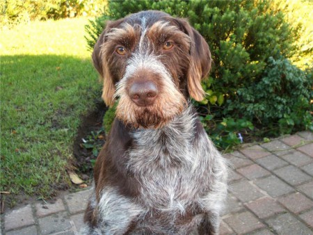 Braco Alemão de Cabelo Duro